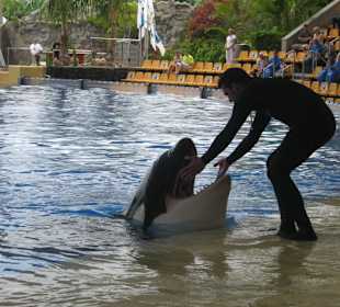 Orca-Show