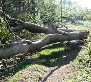 Auf dem Weg vom Inselsberg nach Bad Tabarz
