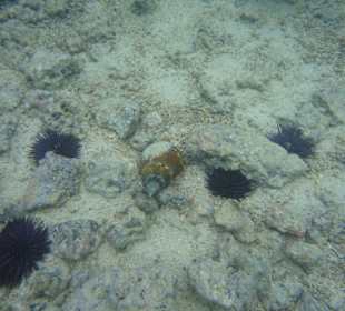 Unterwasserwelt direkt am Hotelstrand
