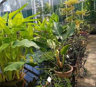 Botanischer Garten 