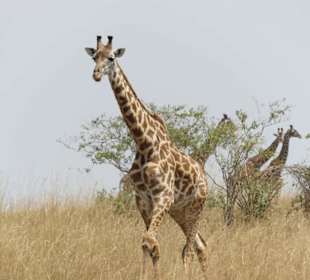 Giraffen vor unserem Camp