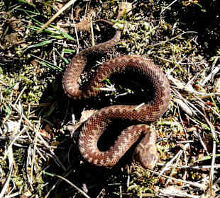 Gefährliche Schlange beim Rundgang durch das Moor