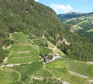 Weinberge
