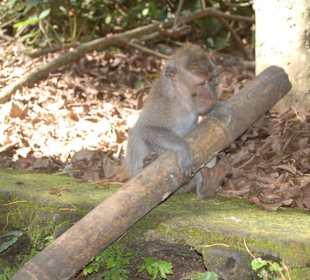 Monkey Forest