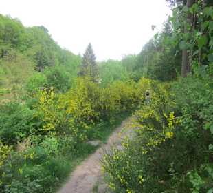 Auf dem Weg zum Hilschweiher