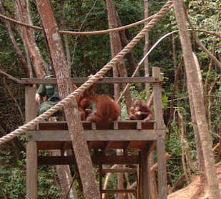 Baby Orang Utan bei der Fütterung