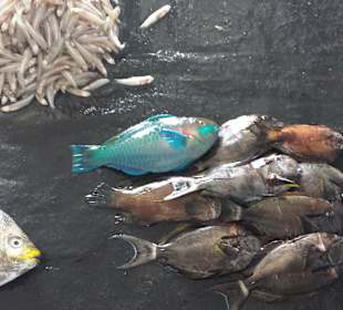 Fischmarkt Trincomalee