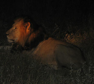 Game Drive