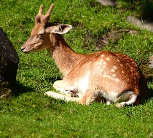 Glückliche Tiere im Paradies Wildpark Ferleiten.  