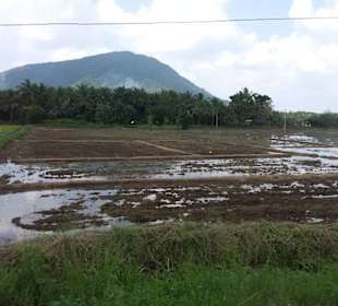 Elefantenreiten Sigiriya