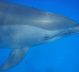 Delfin am Dolphinhouse