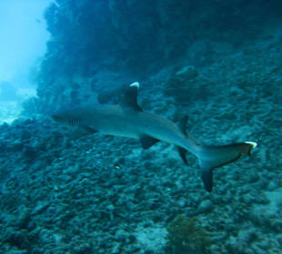 Weißspitzenriffhai beim Schnorcheln