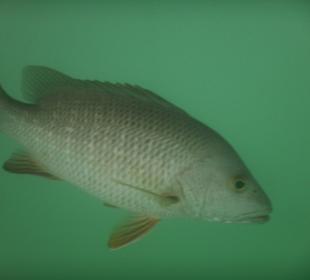 Schnorcheln Abu Dhabi