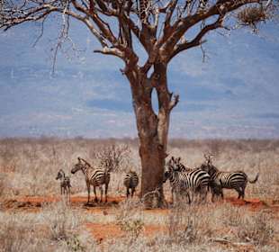 Der kühlende Schatten in der Mittagshitze