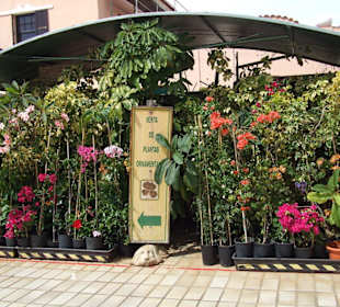 Mercado Municipal Nuestra Señora de África