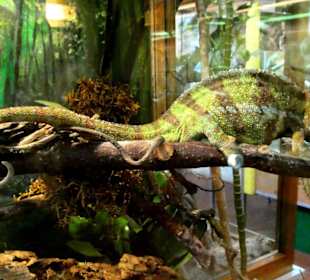 Chameleon