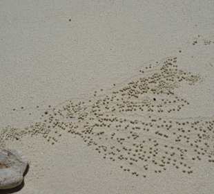 Kleine Krebse und ihre Muster