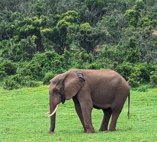 Addo Nationalpark 