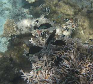 Veranda Palmar Schnorcheln