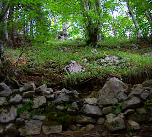 Stützmauern im Wald