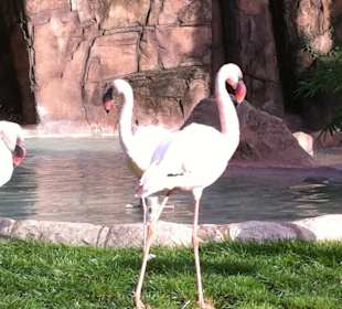 Fenicottero in posa!