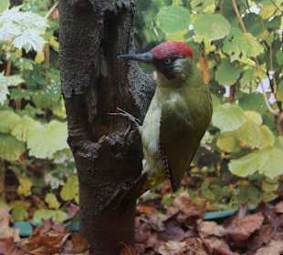 Vogel-und Jagdtierkunde