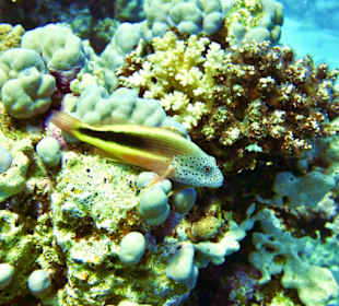 Schnorcheln Sahl Hasheesh