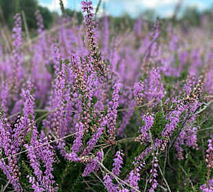 Wandern Bad Bevensen