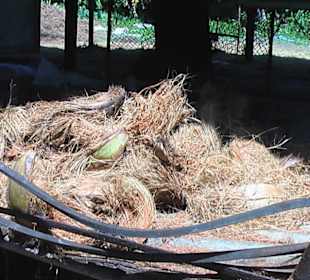 Kokusnuss nach dem wässern