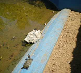 Schildkröte auf der Krokodilfarm