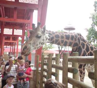 Giraffen hautnah erleben