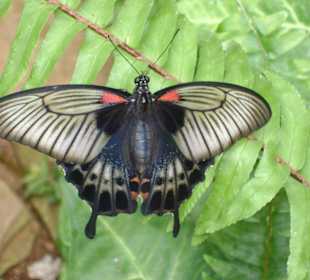 Schmetterling