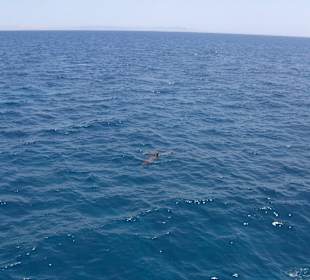 Ausflug zu den Delfinen