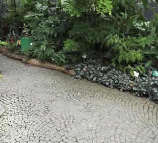 Tropenhaus - Schaugewächs -  Botanischer Garten