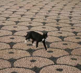 Hauskatze