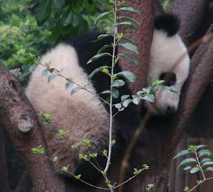 Babypanda schläft auf Chengdu-Pandabase