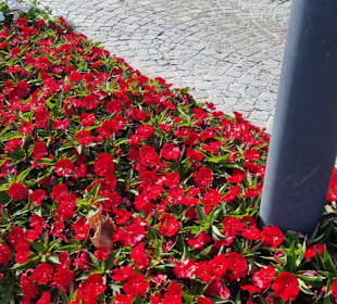 Einfach was fürs Auge