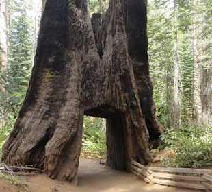 Tuolumne Grove