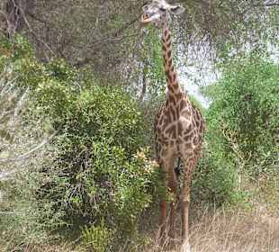 Giraffe