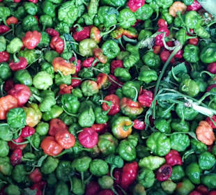 Land und Leute - Markt