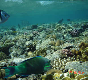 SUNRISE Arabian Beach Resort - Grand Select