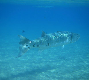 Paracuda