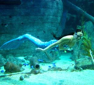 Шоу-программа