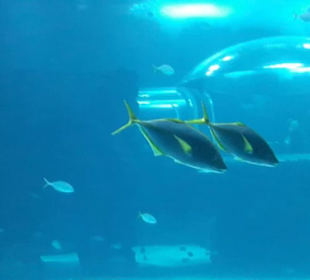 Aquarium