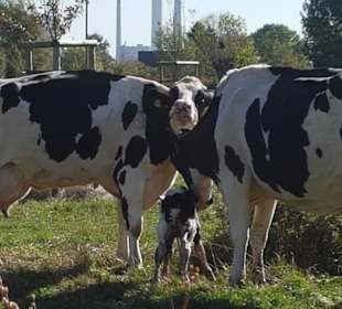 Gerade geborenes Kälbchen