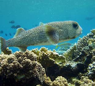 Gewöhnlicher Igelfisch