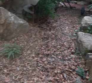 Regenwaldhaus