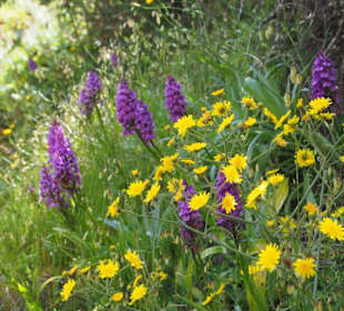 Madeira-Knabenkraut, eine wilde Orchideenart