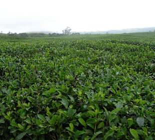 Große Teeplantage