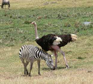 Strauß und Zebra